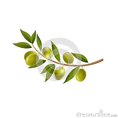 Branch Olives With Leaf Isolated White Background Vector Illustration