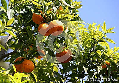 Branch of orange tree Stock Photo