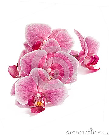 Branch of orchid flowers isolated on white Stock Photo