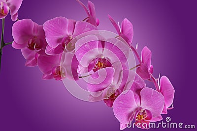 Branch orchid on purple background Stock Photo