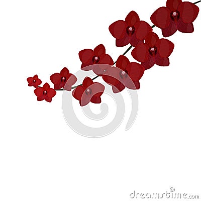 Branch of Orchids. beautiful burgundy red realistic flowers. on white background. illustration Vector Illustration