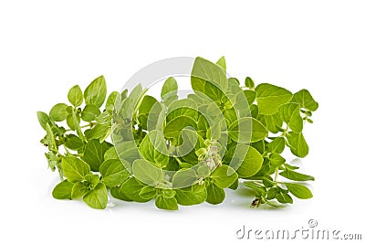 Branch of oregano spices herbs. Fresh spicy herb. Gardening Stock Photo