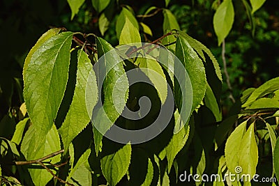 Branch with ovate leaves of chinese native small tree Eucommia Ulmoides Stock Photo