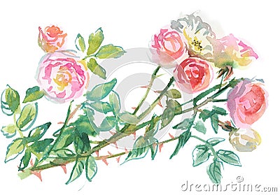 Branch of pale pink roses Stock Photo