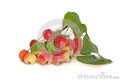 Branch of Paradise apple isolated on white background Stock Photo