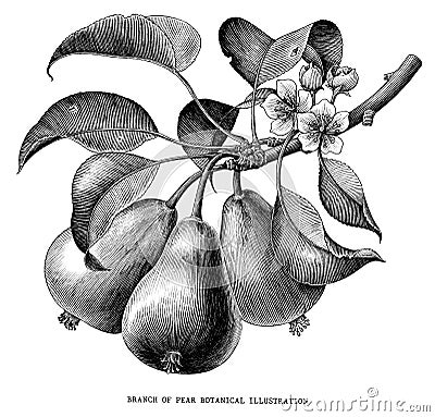 Branch of pear botanical vintage engraving illustration isolated Cartoon Illustration