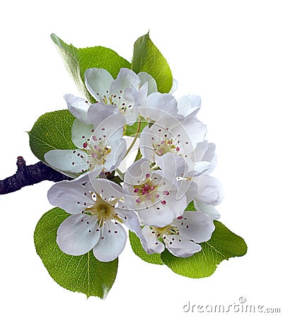 Branch of pear flower Stock Photo