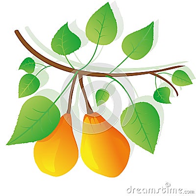 Branch pears Stock Photo