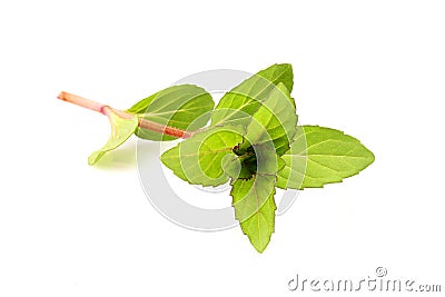 Branch of pepper mint isolated. Stock Photo