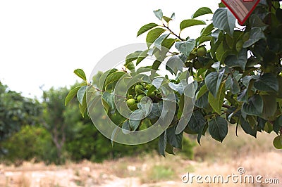 A branch with persimmons still immature in the field Stock Photo