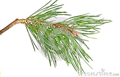 Branch pine Stock Photo