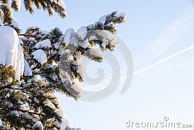 branch of pine and blue sky with vapour trail Stock Photo