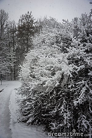 Branch of pine lavishly covered with fluffy snow Stock Photo