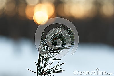 A branch of pine needles covered with frost Stock Photo