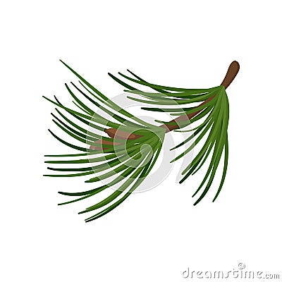 Branch of pine tree with long green needles. Coniferous twig. Traditional Christmas plant. Flat vector icon Vector Illustration