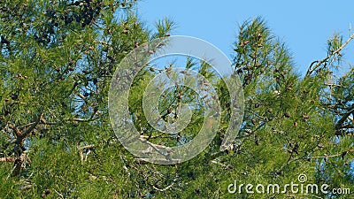 Branch Of Pine Tree With Needles And Pine Cones. Long Pine Needles With Cones. Tilt up. Stock Photo