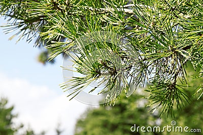 Branch of Pine Tree(Pinus Sylvestris) Stock Photo