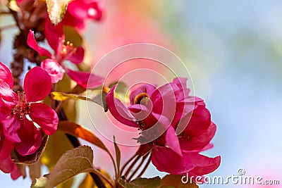 A branch with pink flowers against the sky Stock Photo