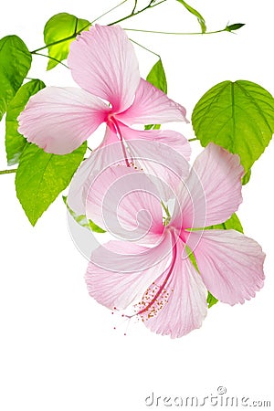 Branch pink hibiscus flower isolated on white Stock Photo