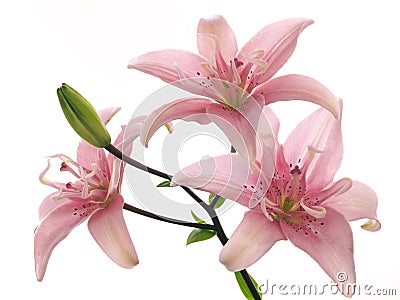 Branch of pink lilies Stock Photo