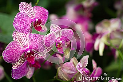 Branch of pink orchids Stock Photo