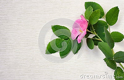 Branch pink rosehip flower Stock Photo