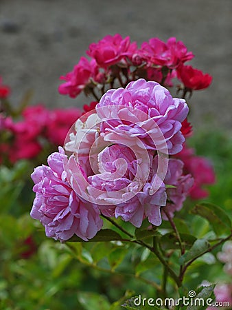 A branch of pink roses on the background of a branch of crimson roses create a beautiful, smooth transition of color Stock Photo