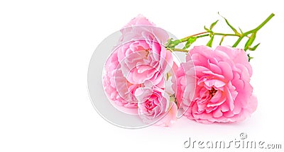 Branch pink roses. Bunch flower with bud Stock Photo