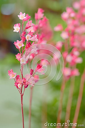 Branch pink star flower Stock Photo