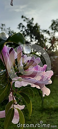 Branch pink tree Lilac petal Stock Photo