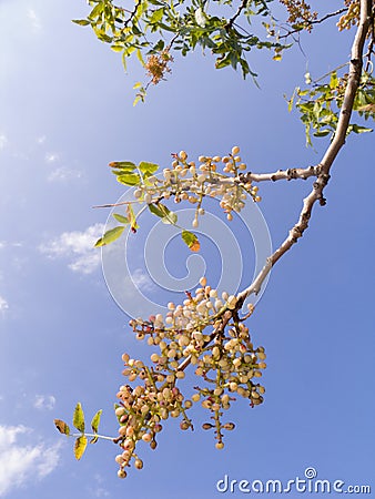 Branch of a pistachio tree Stock Photo