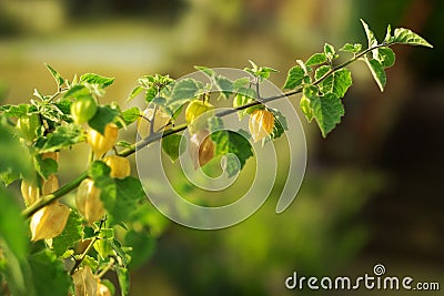 A branch at a potted plant with fresh ripe green and yellow Andean berries at the shrub Stock Photo