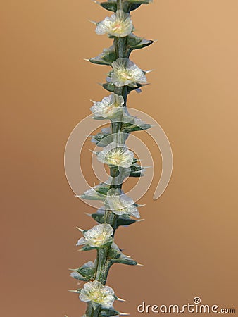 Branch of prickly Russian thistle with flowers. Salsola kali ssp. Tragus Stock Photo