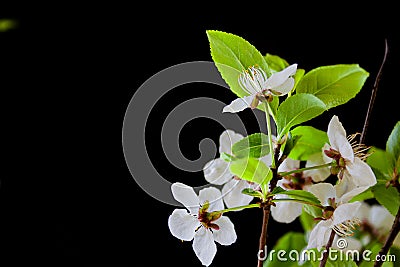 A branch of profusely blooming plum on a black background Stock Photo