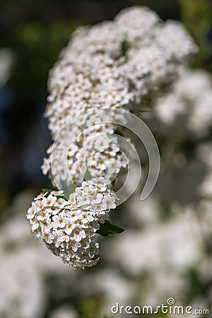 A branch of profusely blooming white Spiraea Stock Photo