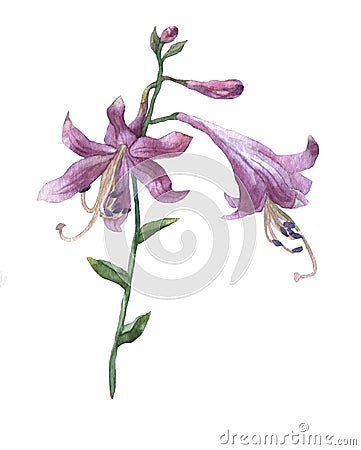 Branch of purple hosta flower on white. Stock Photo