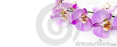 The branch of purple orchids Stock Photo