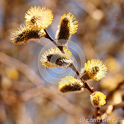 Branch of willow Stock Photo