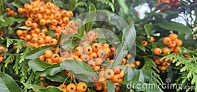 Branch of Pyracantha or Firethorn cultivar Orange Glow plant. Closeup of orange berries on green background. Stock Photo