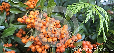 Branch of Pyracantha or Firethorn cultivar Orange Glow plant. Closeup of orange berries on green background. Stock Photo