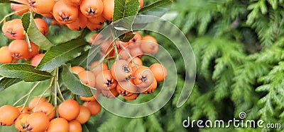 Branch of Pyracantha or Firethorn cultivar Orange Glow plant. Closeup of orange berries on green background. Stock Photo