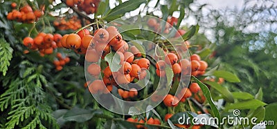 Branch of Pyracantha or Firethorn cultivar Orange Glow plant. Closeup of orange berries on green background. Stock Photo