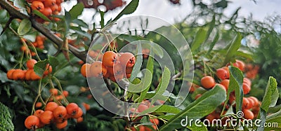 Branch of Pyracantha or Firethorn cultivar Orange Glow plant. Closeup of orange berries on green background. Stock Photo