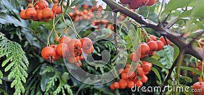 Branch of Pyracantha or Firethorn cultivar Orange Glow plant. Closeup of orange berries on green background. Stock Photo