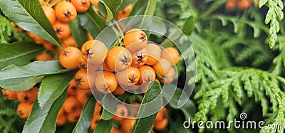 Branch of Pyracantha or Firethorn cultivar Orange Glow plant. Closeup of orange berries on green background. Stock Photo