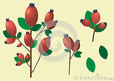 A branch with red berries and leaves. Stock Photo