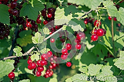 Branch of red currant with lots of ripe berries Stock Photo