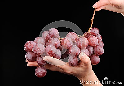 Branch of red grapes in the hand isolated on black Stock Photo