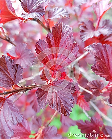 Branch with red leaves. Beautiful leaf colours. Stock Photo