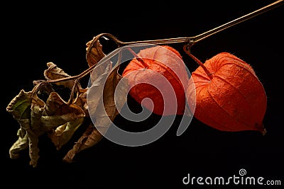 Branch of red-orange Chinese Lanterns; Physalis Alkekengi flower Stock Photo